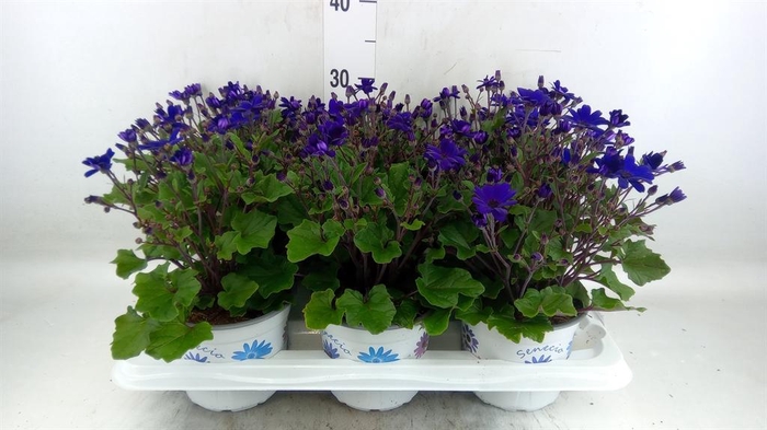 <h4>Pericallis cr. 'Senetti Blue Deep'</h4>