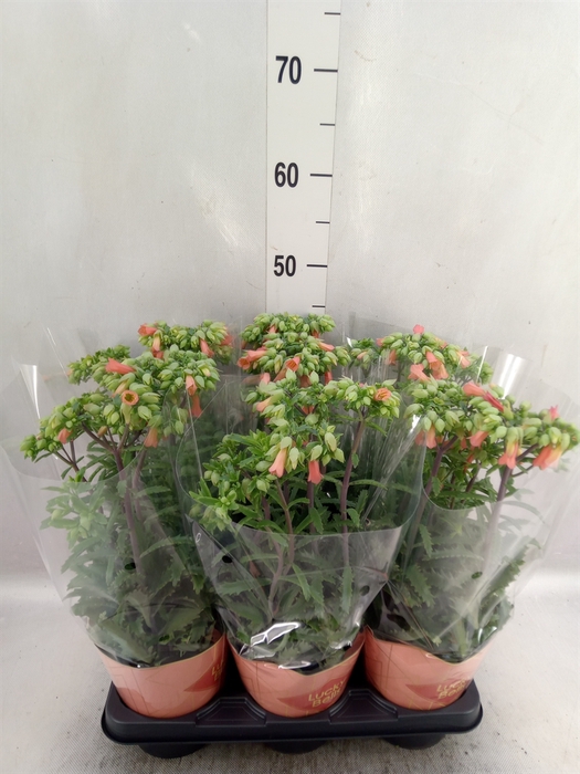 Kalanchoe HG 'Lucky Bells'