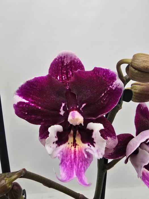 <h4>Limited 50 week 18</h4>