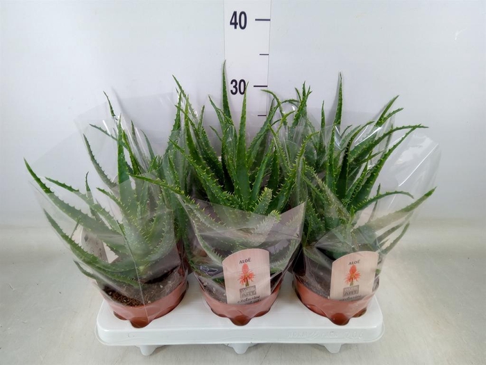 <h4>Aloe arborescens</h4>