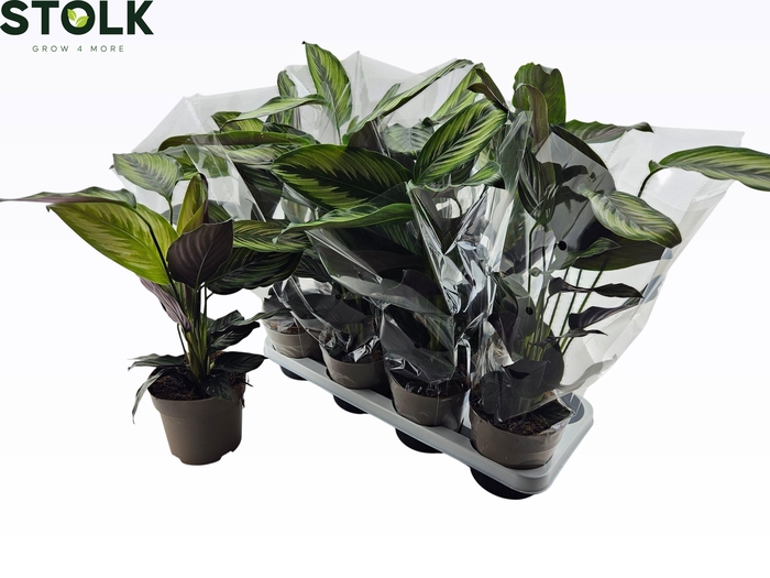 <h4>CALAT BEAUTYSTAR</h4>