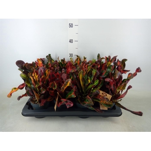 Codiaeum var. GR 'Mammi'