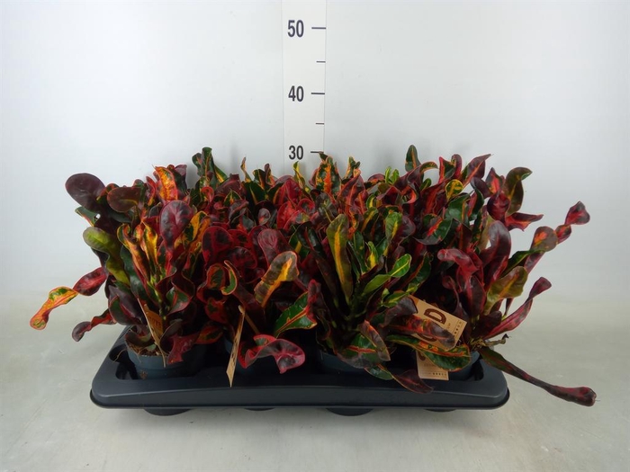 <h4>Codiaeum var. GR 'Mammi'</h4>