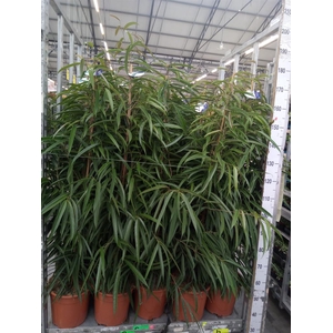Ficus binn. 'Alii'