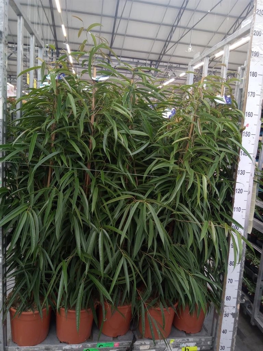 <h4>Ficus binn. 'Alii'</h4>