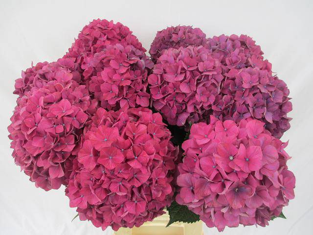 <h4>HYDR M PURPLE HAZE</h4>