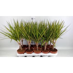 Dracaena marg. 'Sunray'