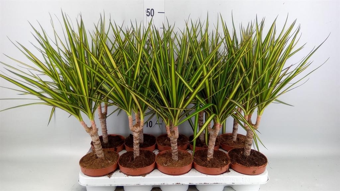 <h4>Dracaena marg. 'Sunray'</h4>
