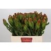 Leucadendron Laurel Yellow