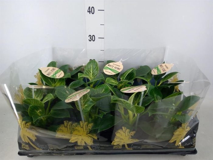 <h4>Philodendron   ...</h4>