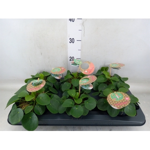 Pilea peperomioides