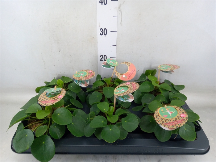 <h4>Pilea peperomioides</h4>