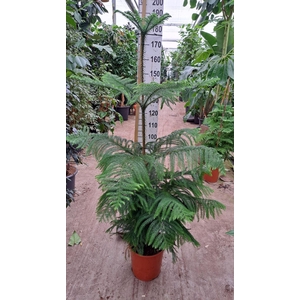 Araucaria heterophylla