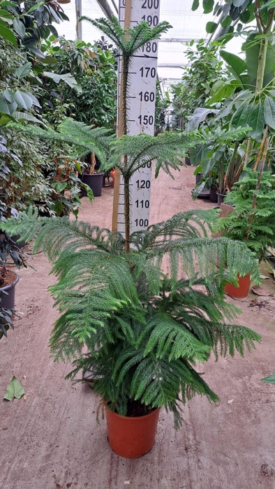 <h4>Araucaria heterophylla</h4>