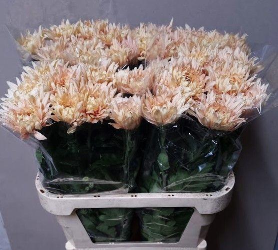 <h4>CHR G AVIGNON</h4>