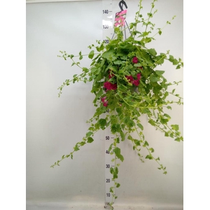 Lophospermum scandens