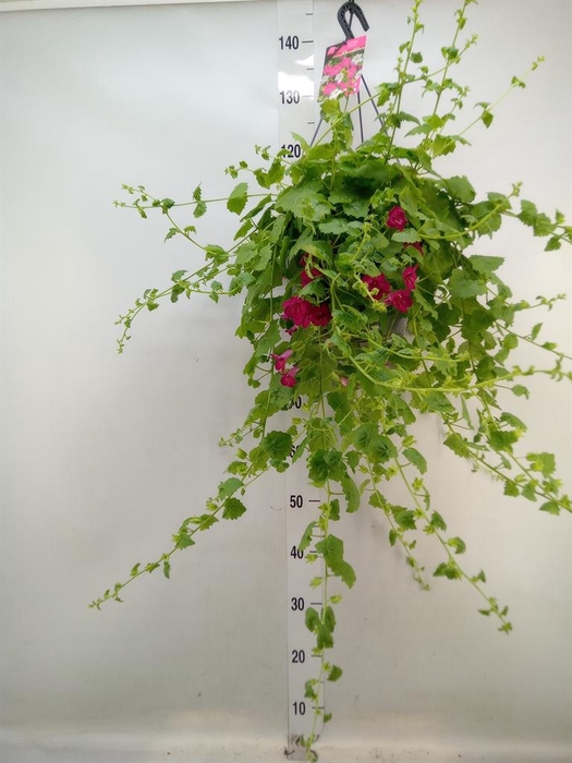 <h4>Lophospermum scandens</h4>