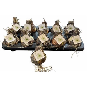 Bloembol Hippeastrum