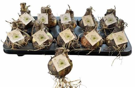 <h4>Bloembol Hippeastrum</h4>