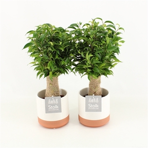 Ficus Benjamina Natasja in Milou keramiek