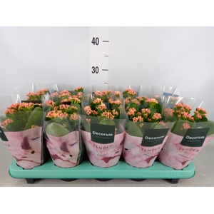 Kalanchoe blos. 'Serenity Apricot'