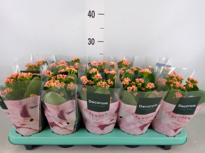 <h4>Kalanchoe blos. 'Serenity Apricot'</h4>
