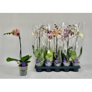 PHAL GEM