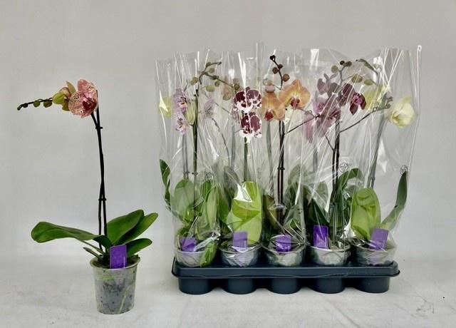 <h4>PHAL GEM</h4>