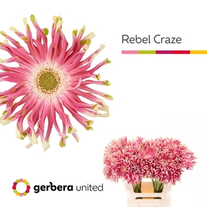 Gerbera Pasta Rebel Craze Water x40