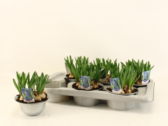 <h4>MUSCAR CAROLA</h4>