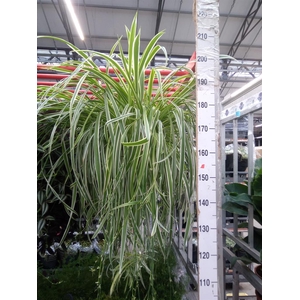 Chlorophytum com. 'Vittatum'