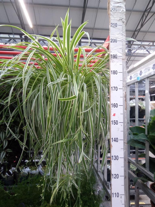 <h4>Chlorophytum com. 'Vittatum'</h4>