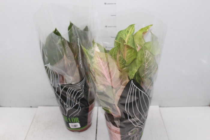 <h4>AGLAONEMA P17</h4>