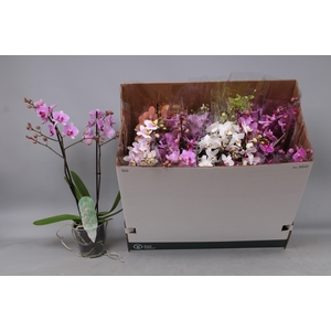 PHAL MF GEM 8 KL