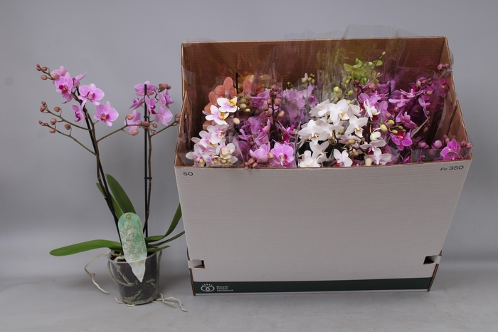 <h4>PHAL MF GEM 8 KL</h4>
