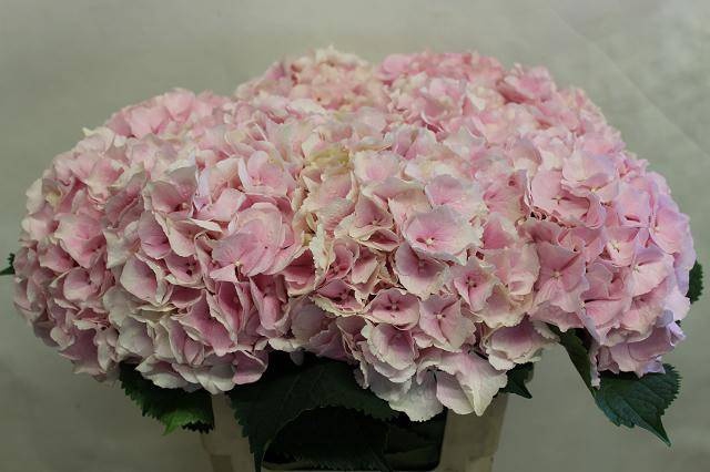 <h4>HYDR M CH VERENA</h4>