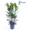 Ficus Audrey