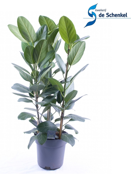 <h4>Ficus Audrey</h4>