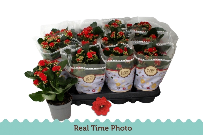 <h4>KAL GE RUBIO RED</h4>