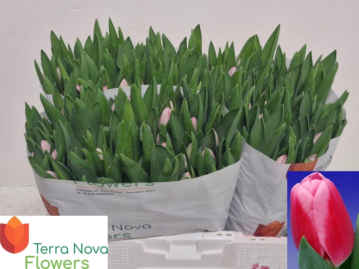 <h4>TU EN DUTCH DELIGHT</h4>