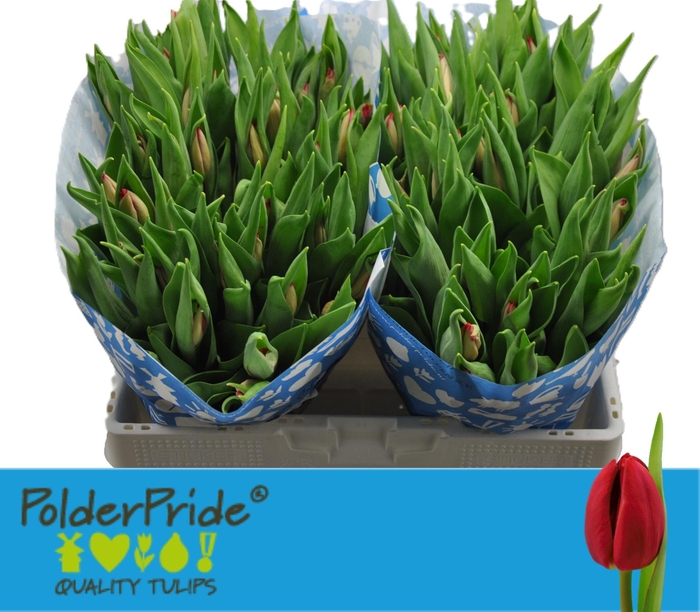 <h4>TU EN FIRST STAR</h4>