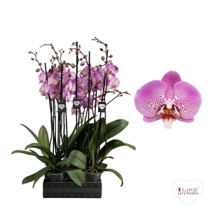 Phalaenopsis Jillion - 2 tak 60cm