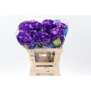 Hydr Purple Tinted Sel