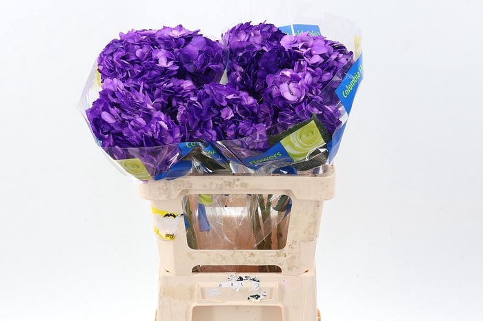 <h4>Hydr Purple Tinted Sel</h4>