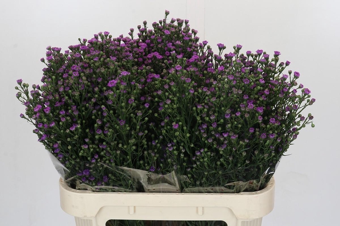 <h4>Aster Baby Pink</h4>
