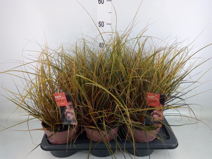 <h4>Uncinia rubra</h4>