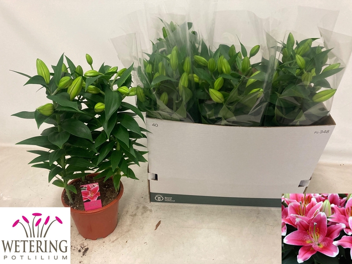 <h4>LIL OR SUNNY ROBYN</h4>