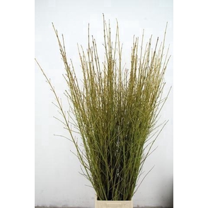 CORNUS S FLAVIRAMEA 160CM