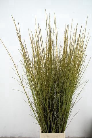 <h4>CORNUS S FLAVIRAMEA 160CM</h4>