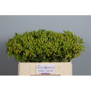 HYP MAG GREEN REVIVA